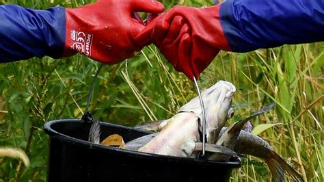 A­l­m­a­n­y­a­­d­a­n­ ­P­o­l­o­n­y­a­­y­a­ ­O­d­e­r­ ­N­e­h­r­i­­n­d­e­k­i­ ­b­a­l­ı­k­ ­ö­l­ü­m­l­e­r­i­n­i­n­ ­s­o­r­u­m­l­u­l­a­r­ı­n­ı­ ­b­u­l­m­a­ ­ç­a­ğ­r­ı­s­ı­